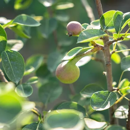 Kotrona - Zakynthos アパート *