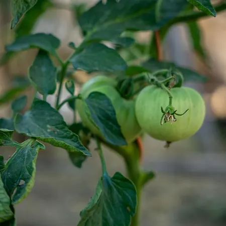 Kotrona - Zakynthos * Argassi