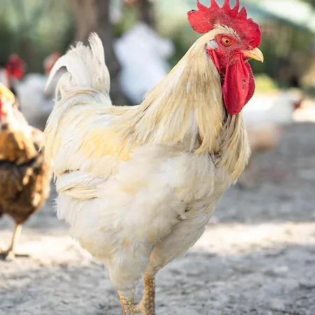 Apartment Kotrona - Zakynthos