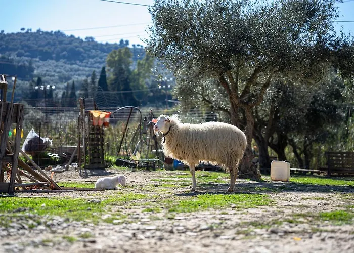 Kotrona - Zakynthos Διαμέρισμα