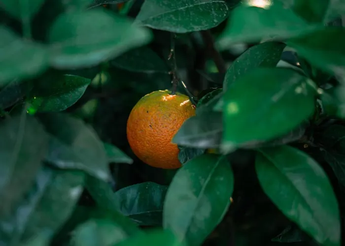 Kotrona - Zakynthos أرغاسي
