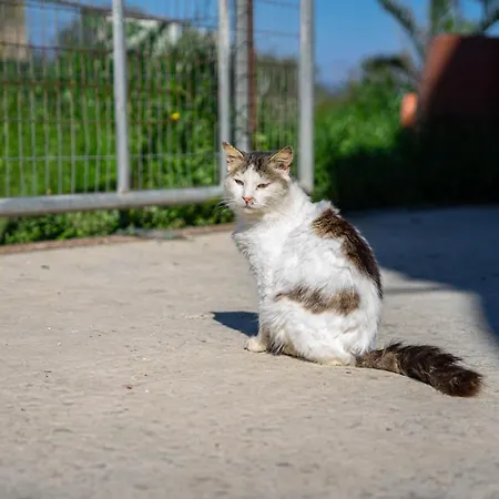 Kotrona - Zakynthos 阿凯松