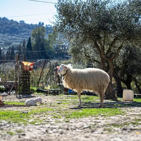 Kotrona - Zakynthos 公寓