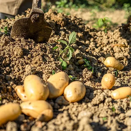 Апартаменты Kotrona - Zakynthos