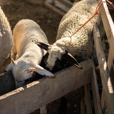 Kotrona - Zakynthos Аргаси