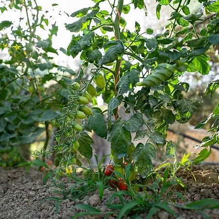 Kotrona - Zakynthos * Аргаси