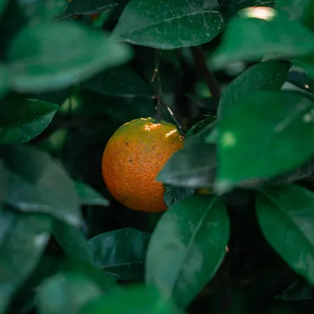 Kotrona - Zakynthos Аргаси